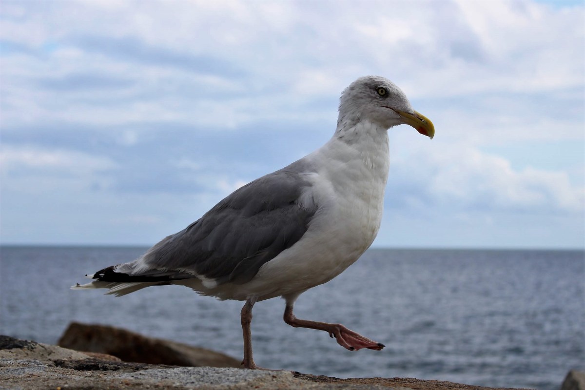 My Brilliant Friend by Elena Ferrante