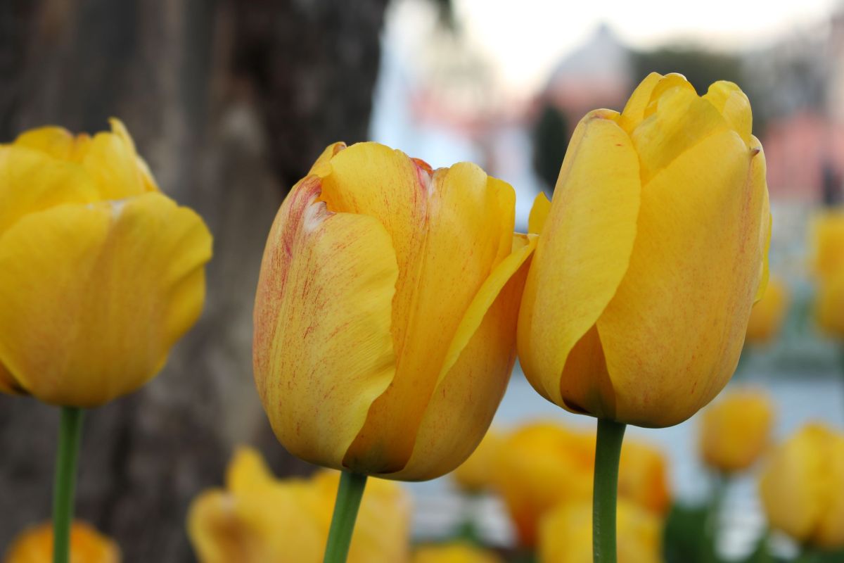 Notting Hill with Hugh Grant and Julia Roberts