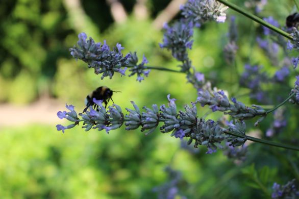 Bee quote by Ray Bradbury