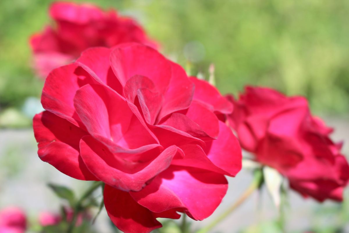 Scent of a Women with Al Pacino review