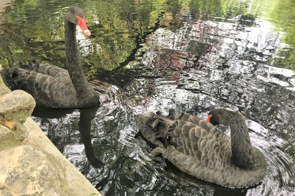 Black Swam Quote by David Hume