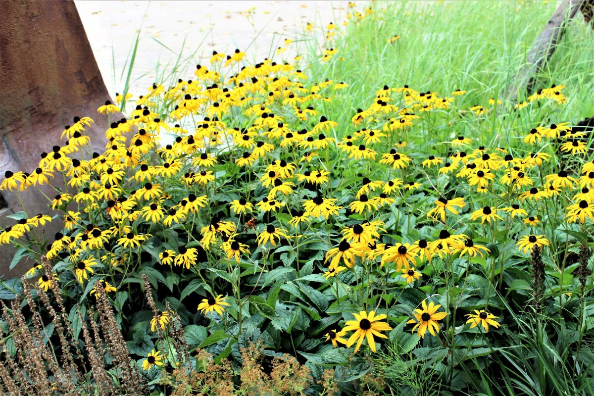 Harriet Beecher Stowe's Biography