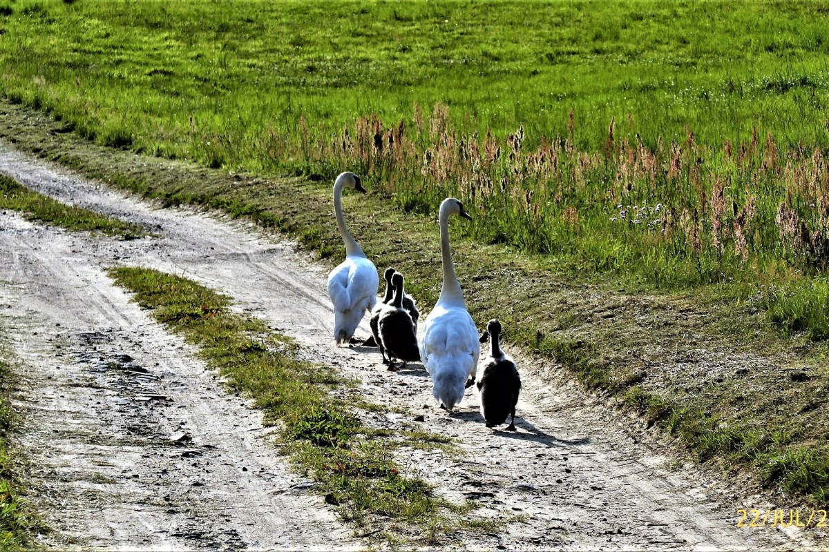 Uncle Tom's Cabin Review